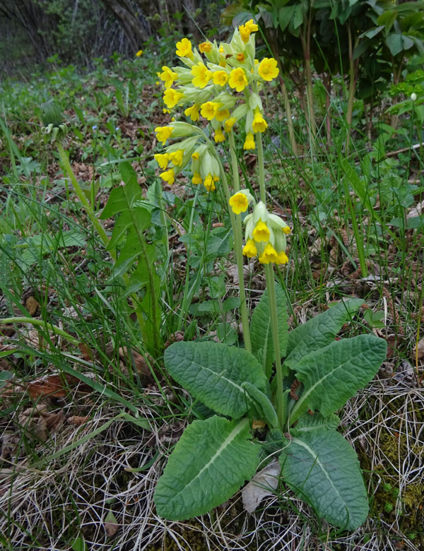Primula veris / Primula odorosa